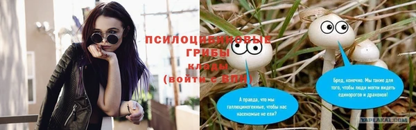 стаф Алзамай
